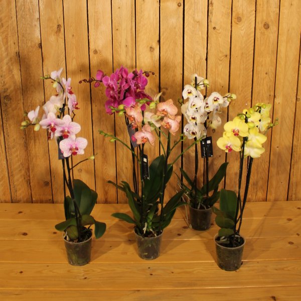 Orchidee 2 Trieber Bild 1