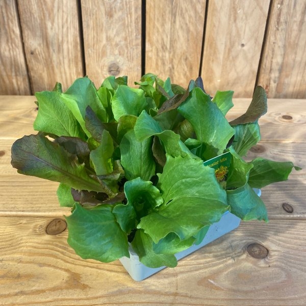 Salatpflänzchen Bild 1